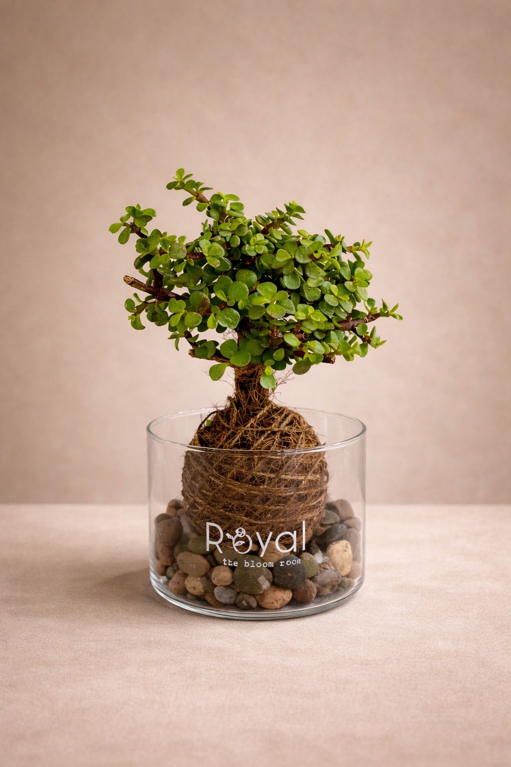 Kokedama Arbol de la Abundancia