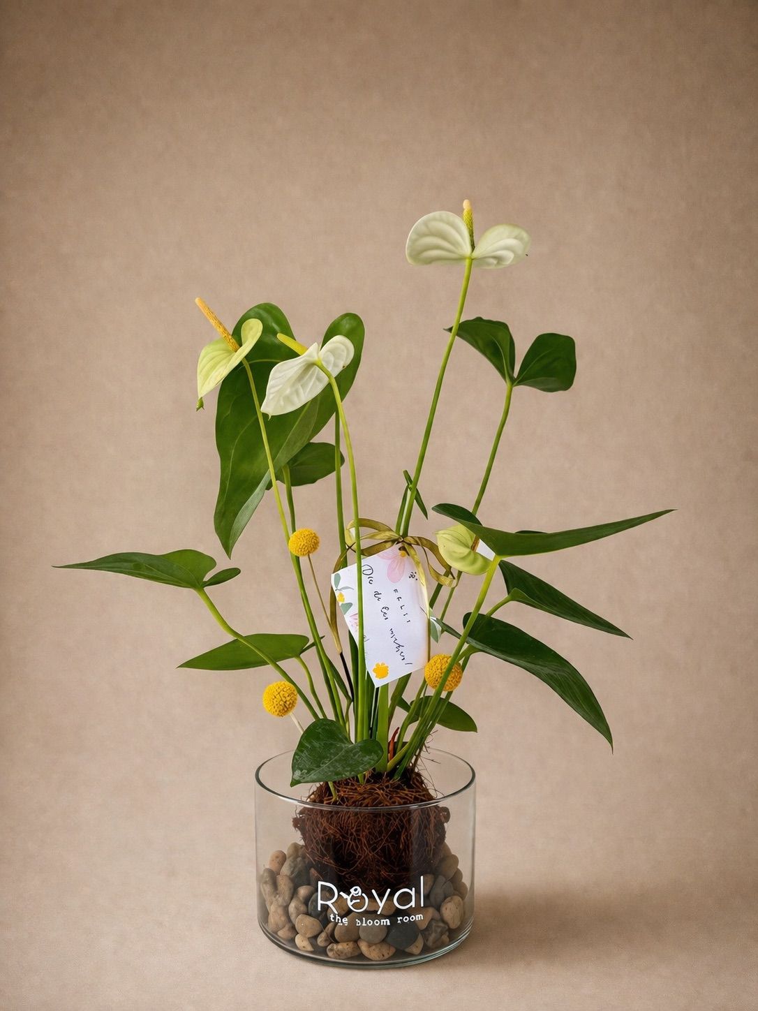 Kokedama Anturio