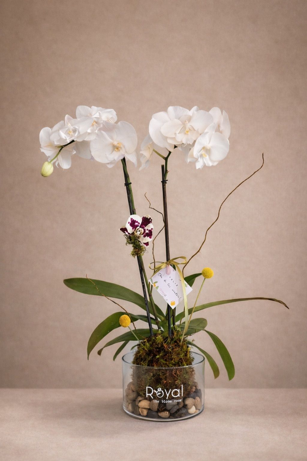 Kokedama Orquidea Rosa